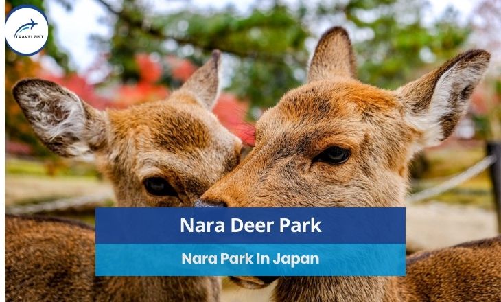 Nara Deer Park