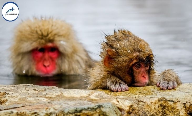 Snow Monkeys Japan Picture