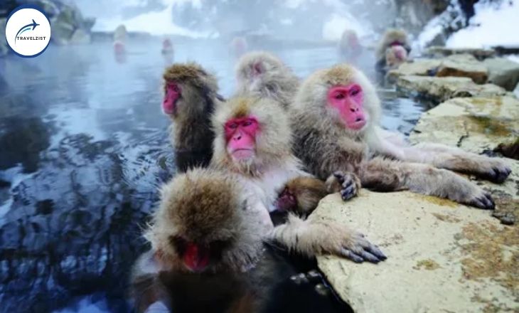 The Snow Monkeys at Nagano