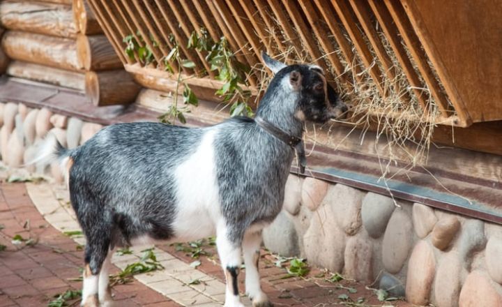 Nutritional Goat Toys